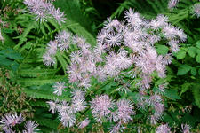 kalmthout_225x150_005.jpg