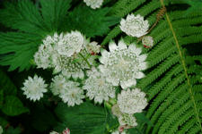 kalmthout_225x150_007.jpg