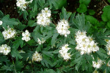 kalmthout_225x150_024.jpg