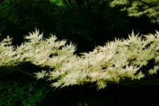 kalmthout_225x150_032.jpg