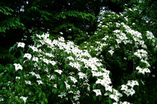 kalmthout_225x150_041.jpg