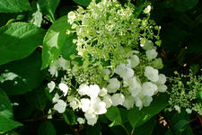 kalmthout_225x150_064.jpg