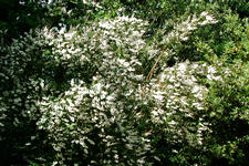 kalmthout_225x150_065.jpg
