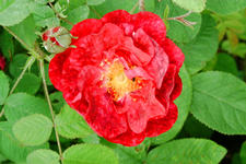 kalmthout_225x150_137.jpg