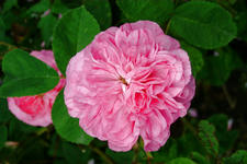 kalmthout_225x150_140.jpg