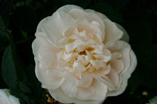 kalmthout_225x150_141.jpg