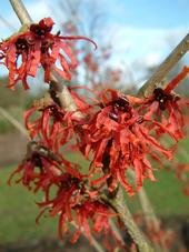 kalmthout_170x227_026.jpg
