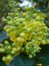 kalmthout_170x227_014.jpg