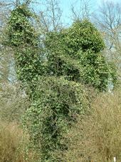 kalmthout_170x227_034.jpg