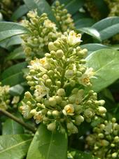 kalmthout_170x227_058.jpg