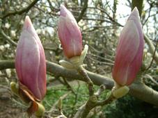 kalmthout_227x170_038.jpg