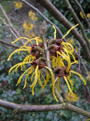hamamelis_182x243_9678.jpg