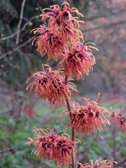 hamamelis_182x243_9745.jpg