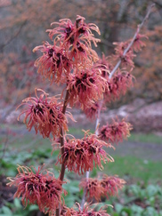 hamamelis_182x243_9753.jpg