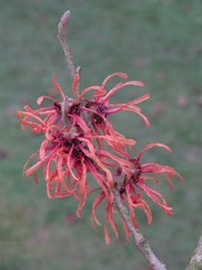 hamamelis_182x243_9789.jpg