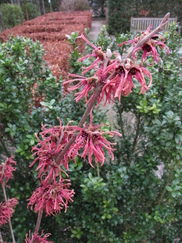 hamamelis_182x243_9839.jpg