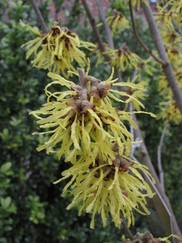 hamamelis_182x243_9853.jpg