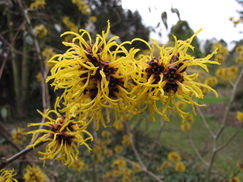 hamamelis_243x182_9635.jpg