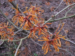 hamamelis_243x182_9643.jpg