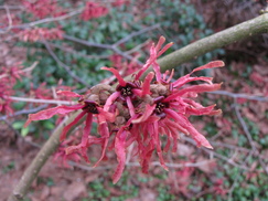 hamamelis_243x182_9688.jpg