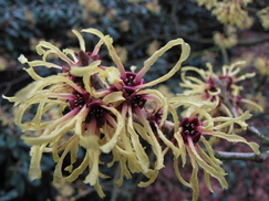 hamamelis_243x182_9698.jpg