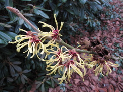 hamamelis_243x182_9703.jpg