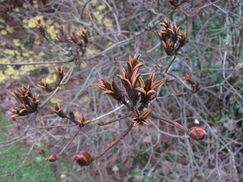 hamamelis_243x182_9718.jpg