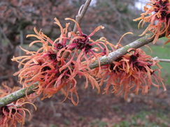 hamamelis_243x182_9782.jpg