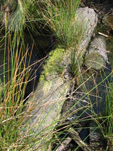 kortenhoef_162x216_008.jpg