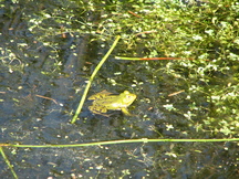 kortenhoef_216x162_011.jpg