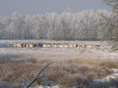 kortenhoef_243x182_0046.jpg