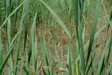 laarzenpad_225x150_077.jpg