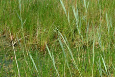 laarzenpad_225x150_078.jpg