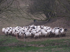 limburg_243x182_0075.jpg
