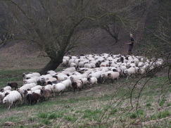 limburg_243x182_0077.jpg