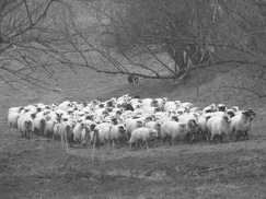 limburg_243x182_0075.jpg