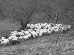 limburg_243x182_0077.jpg