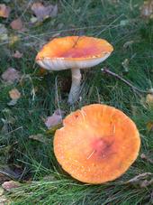 paddoos_170x227_003.jpg