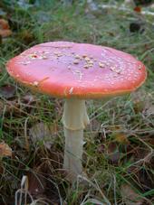 paddoos_170x227_008.jpg