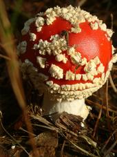 paddoos_170x227_009.jpg