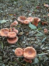 paddoos_170x227_012.jpg