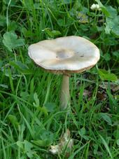 paddoos_170x227_036.jpg