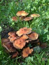 paddoos_170x227_037.jpg
