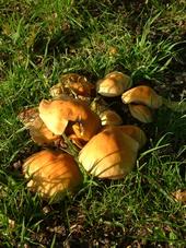 paddoos_170x227_038.jpg