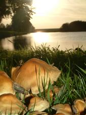 paddoos_170x227_041.jpg