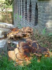 paddoos_170x227_045.jpg