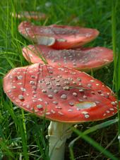 paddoos_170x227_065.jpg