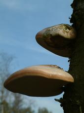 paddoos_170x227_067.jpg
