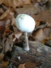 paddoos_170x227_082.jpg