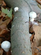 paddoos_170x227_083.jpg